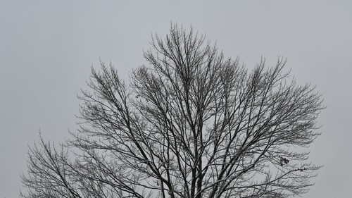 November 2025 No Red Leaves in Tree, 